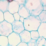 Baumwolle Stammzellen