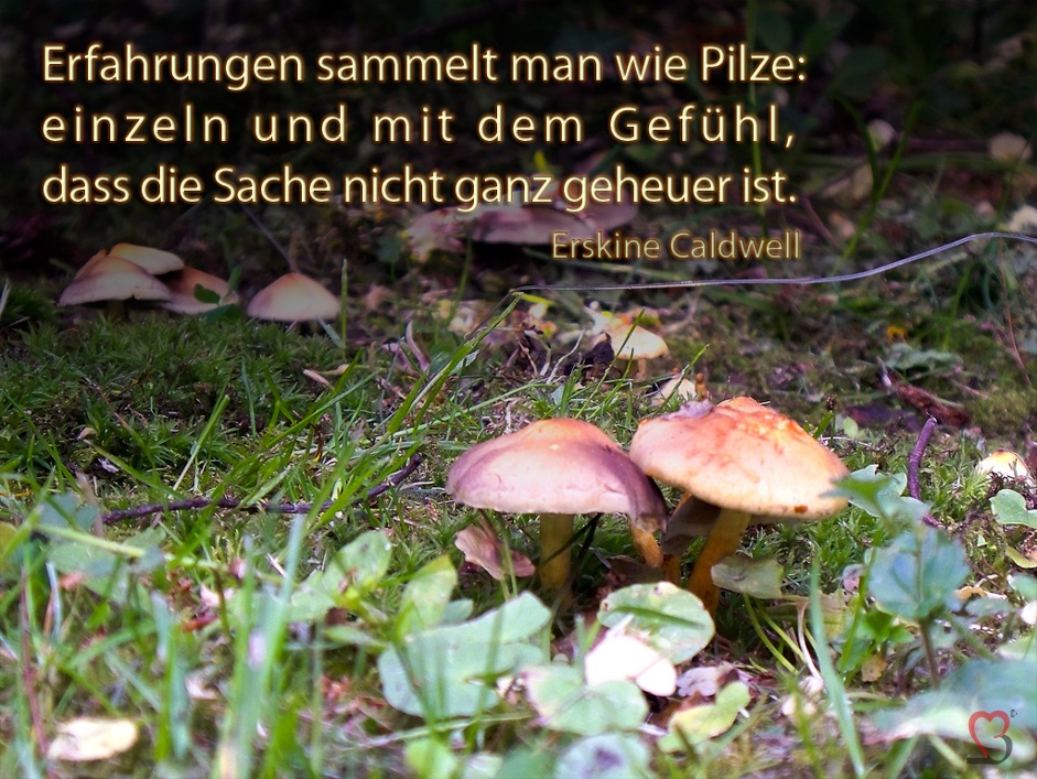 pilze-erfahrung