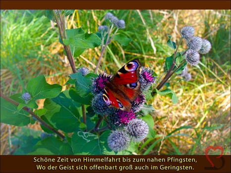Pfingsten-Schmetterling
