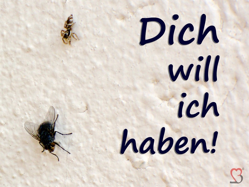 fliege-spinne-dichhaben.jpg