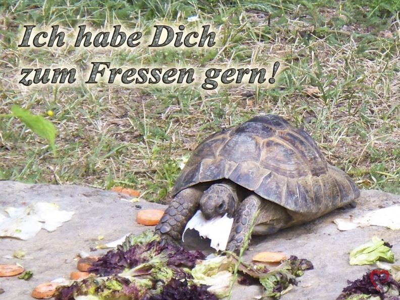 schildkroete-fressen.jpg