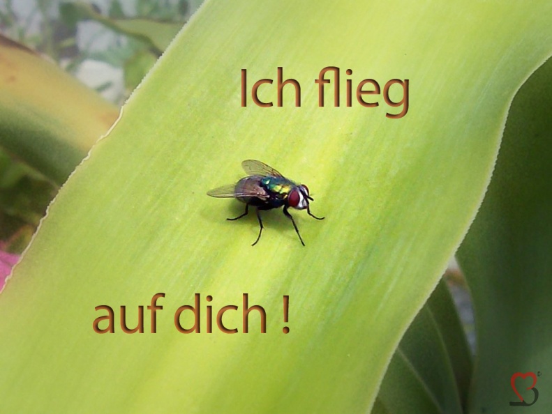 stubenfliege-aufdich.jpg