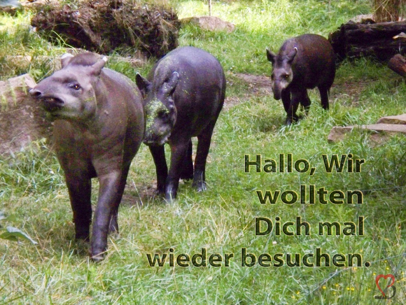 tapirbesuchen.jpg