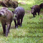tapirbesuchen