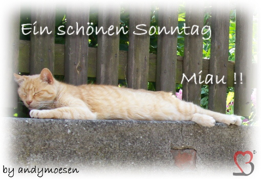 Miau-gb