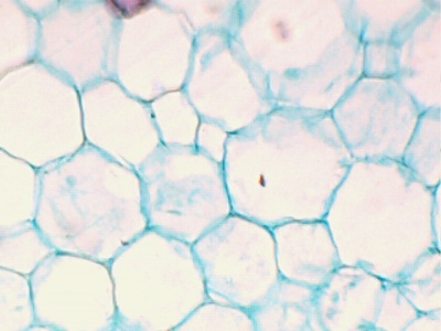 Baumwolle Stammzellen