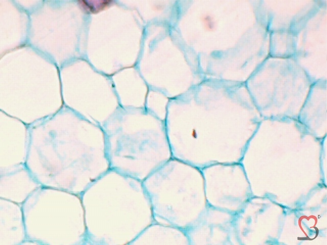 stem-of-cotton1.JPG