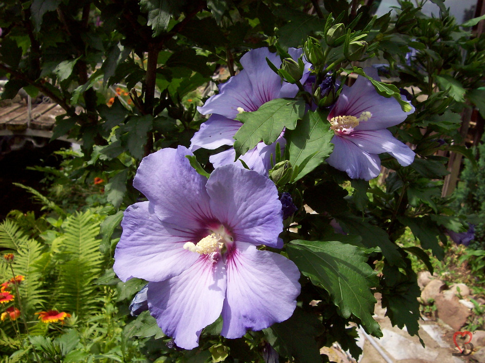 Blumengewächs