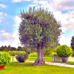 olivenbaum.jpg
