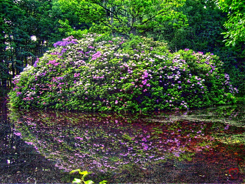 Rhododendron