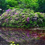 rhododendron-hdr.jpg