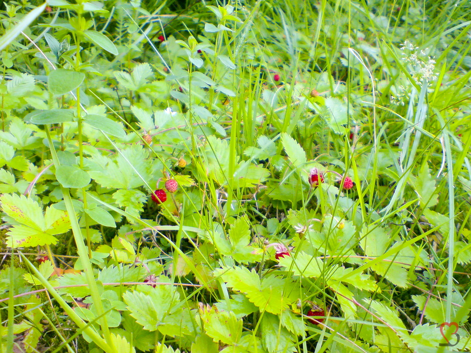 Walderdbeere
