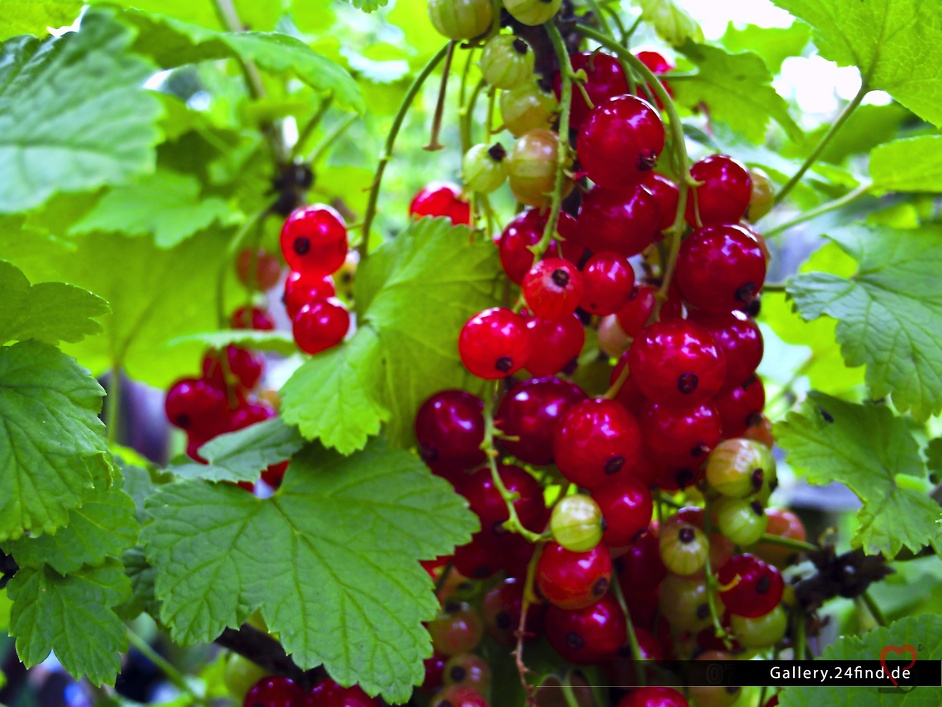 Rote Johannisbeeren