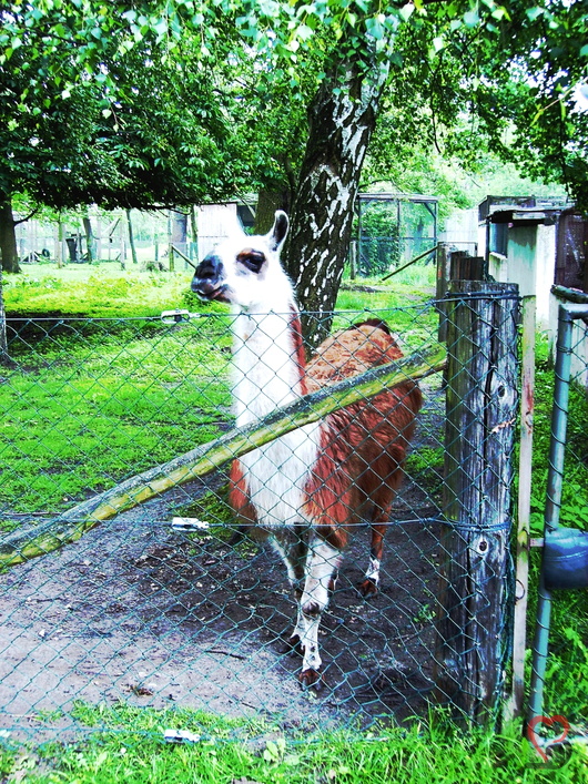 Lama