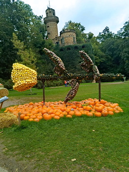 Kürbisblume in Ludwigsburg