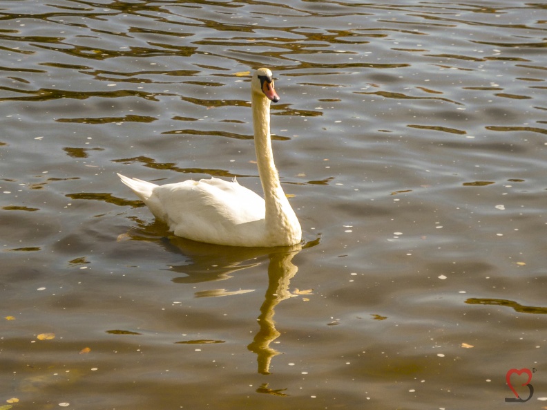 Schwan-in-Prag.jpg