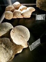 Welt der Kristalle -- versteinerte Saurier Eier von Pflanzen und Fleischfresser aus China und Mongolei im Welt der Kristalle Museum in Dietingen in Baden Würtemberg