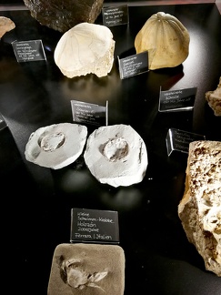 versteinerte Lebewesen -- versteinerte Lebewesen im Welt der Kristalle Museum in Dietingen in Baden Würtemberg