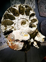Ammoniten -- Ammoniten im Welt der Kristalle Museum in Dietingen in Baden Würtemberg