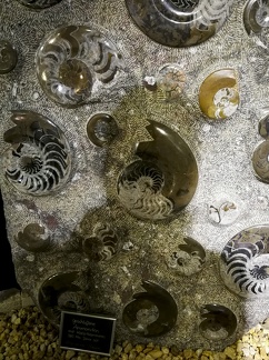 Welt der Kristalle -- geschliffene Ammoniten im Welt der Kristalle Museum in Dietingen in Baden Würtemberg