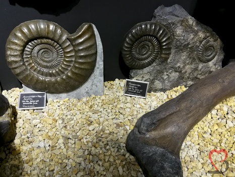 Ammoniten aus Frankreich
