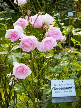 Sweetheart Tee-Hybrid Rose