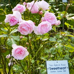Sweetheart Tee-Hybrid Rose