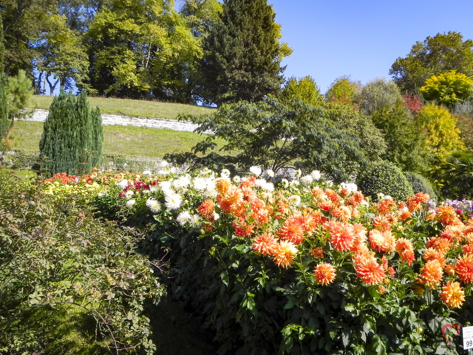 Dahlien