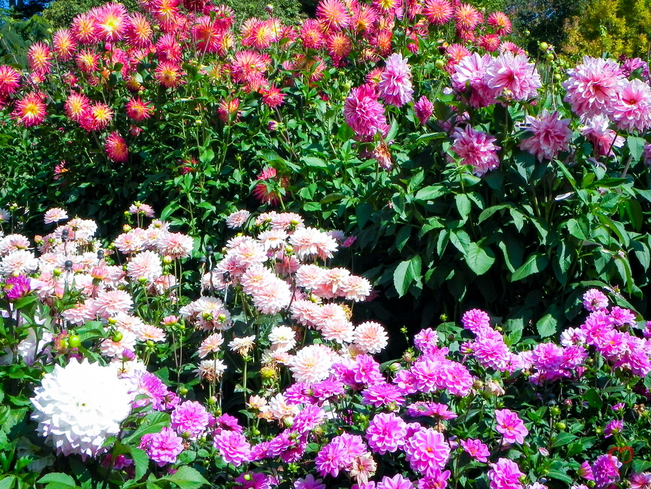 Dahlien auf Insel Mainau