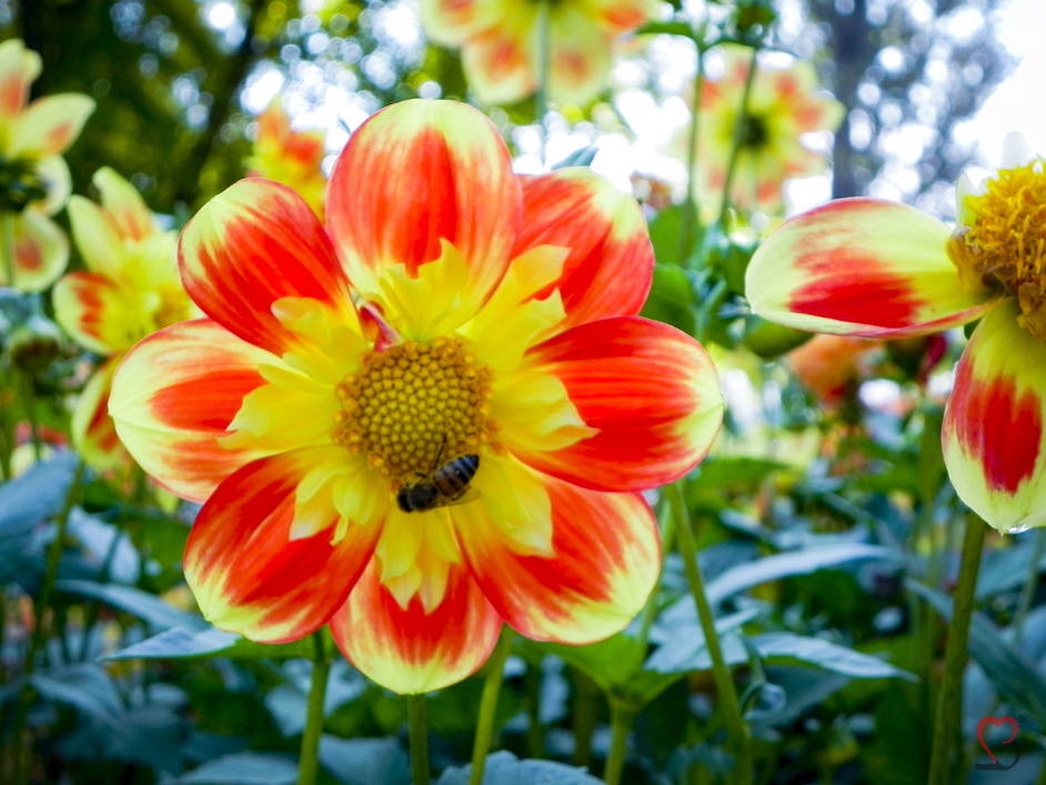 gelborange Dahlien