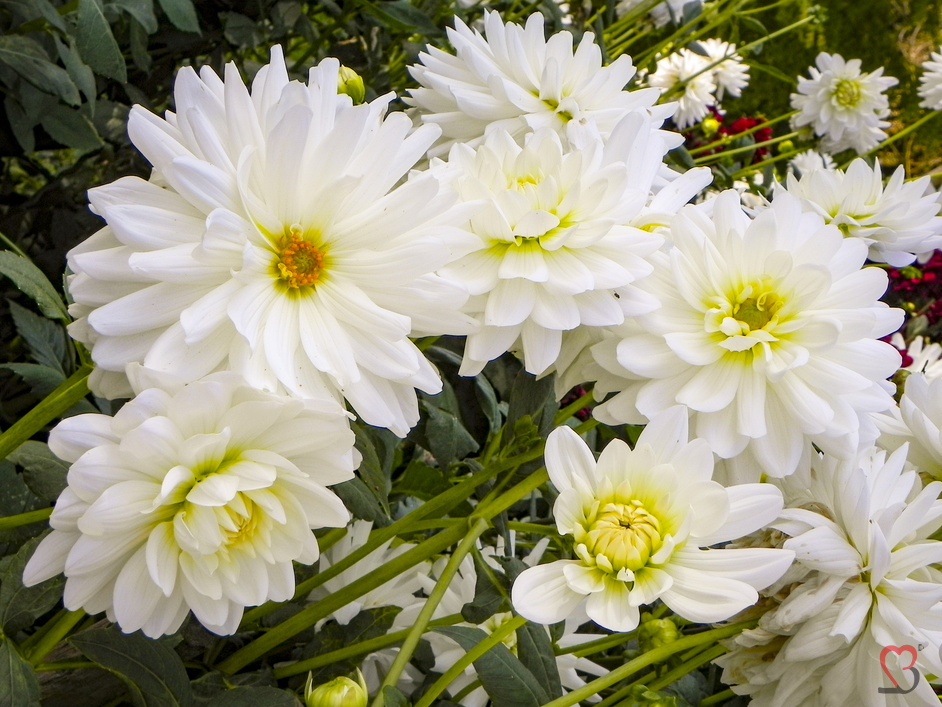 weissgelbe Dahlien