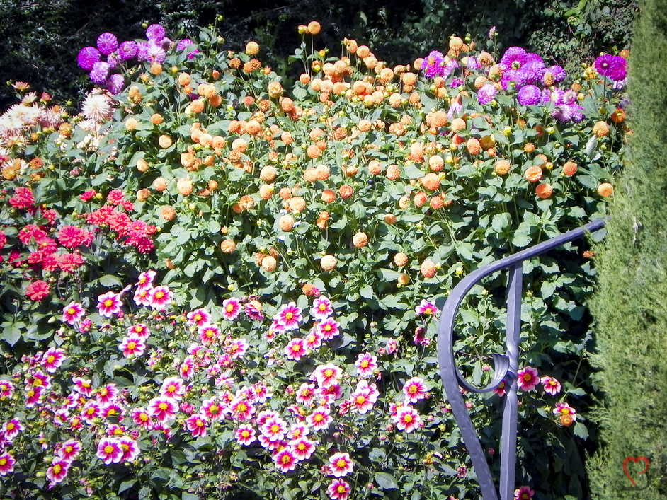 farbige Dahlien Vielfalt
