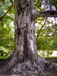 alter Baum