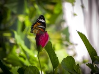Schmetterlingshaus auf Insel Mainau - Schmetterling auf der Rose auf Insel Mainau
(klick für Vollbild)