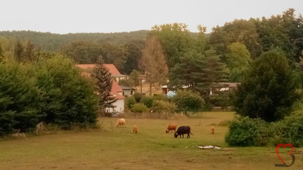 Weide im Naturpark