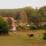 Weide im Naturpark