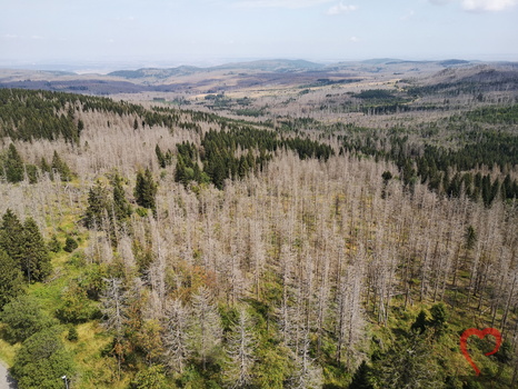 zerfressene Borkenkäfer Wälder