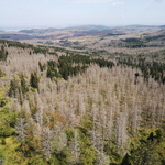 zerfressene Borkenkäfer Wälder