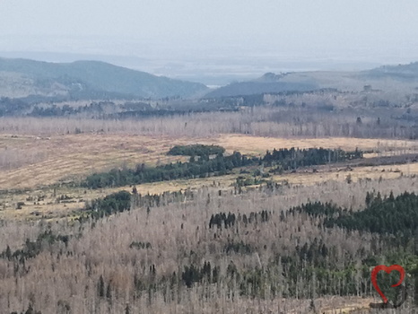 kahle Landschaft durch Borkenkäfer