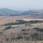 kahle Landschaft durch Borkenkäfer