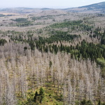 Streichholzwald im Harz