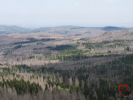 Torfhaus Landschaft