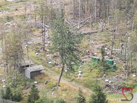 Bienenstock im Rest Wald