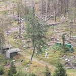 Bienenstock im Rest Wald