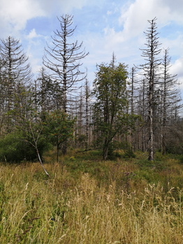 Harzturm Landschaft