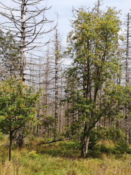 Landschaft um Harzturm