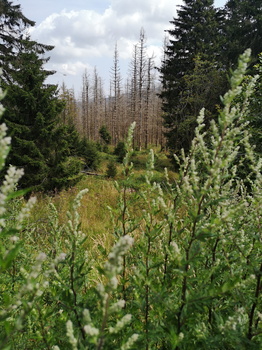 Landschaft um Torfhaus