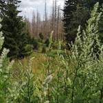 Landschaft um Torfhaus