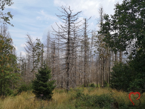 Torfhaus Landschaft