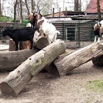 Tierpark-Weissewarte-ziegen-zicken-bock-800.jpg